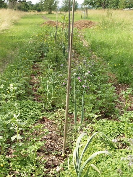 Dynamisches Agroforstsystem mit verschiedenen Vegetationsschichten