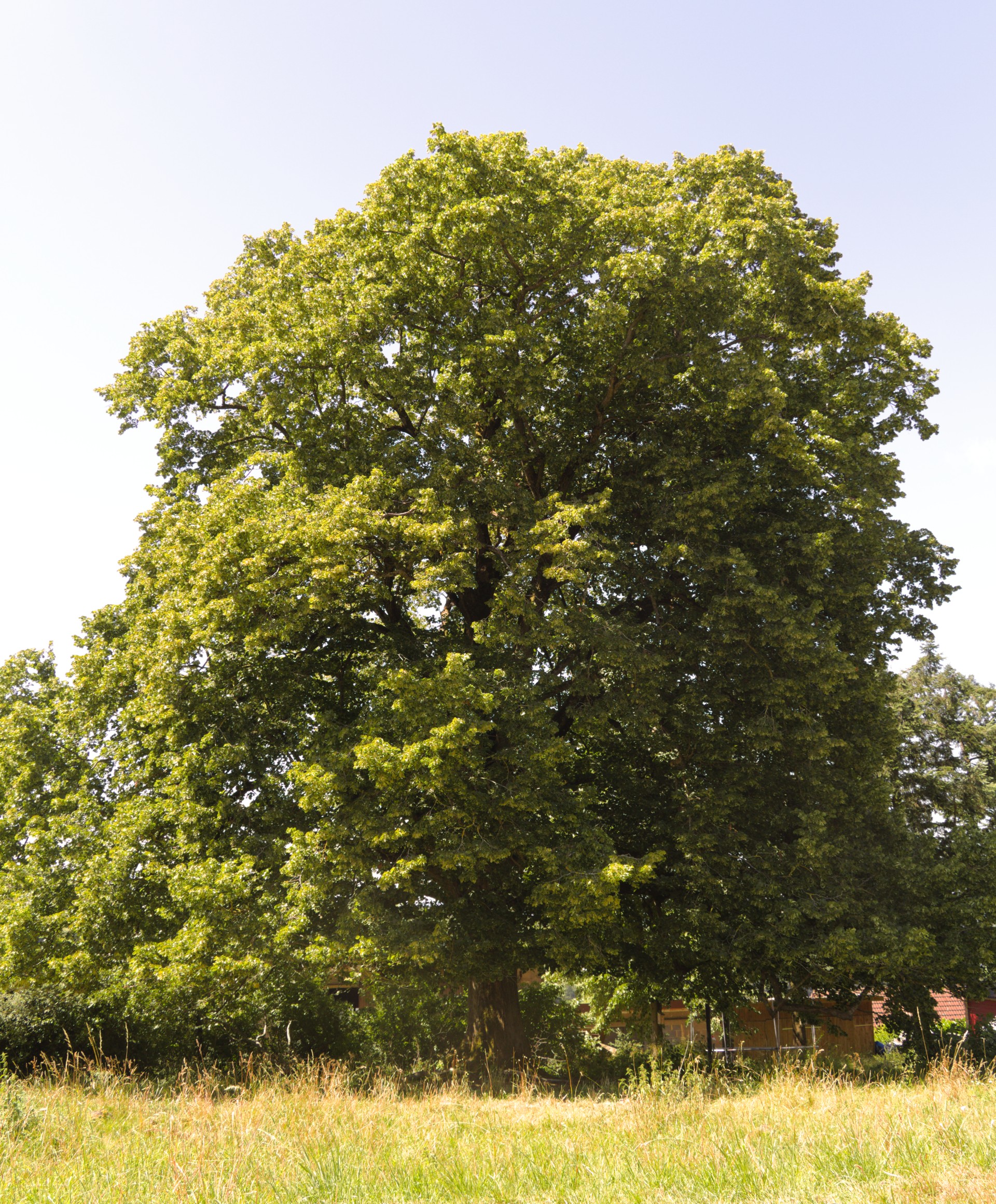 Majestätischer Baum auf grüner Wiese