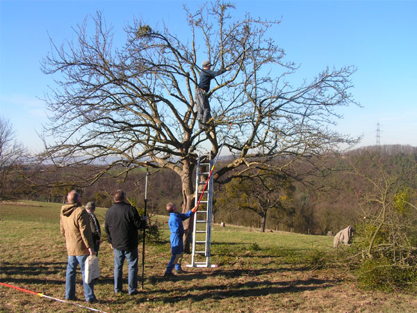 Teilnehmer bei einem Obstbaumschnittkurs