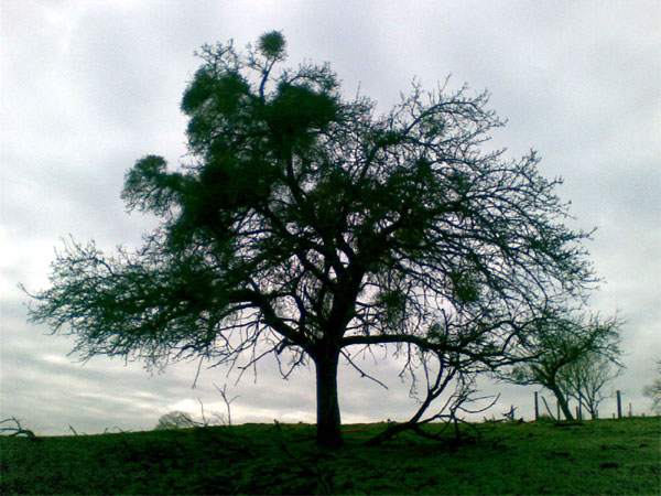 Hochstämmiger Obstbaum auf Streuobstwiese